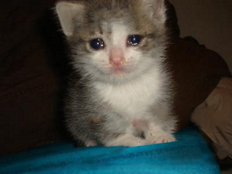 Create meme: crying cat, kitten tears, sad cat meme