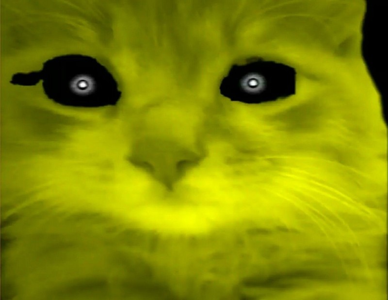 Создать мем: golden cat, золотой кот, пять ночей с барсиком