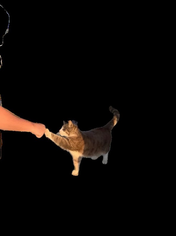 Create meme: cat in flight, jumping cat, cat no background