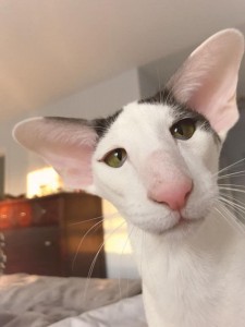 Create meme: cool cat, cat, cats with big nose
