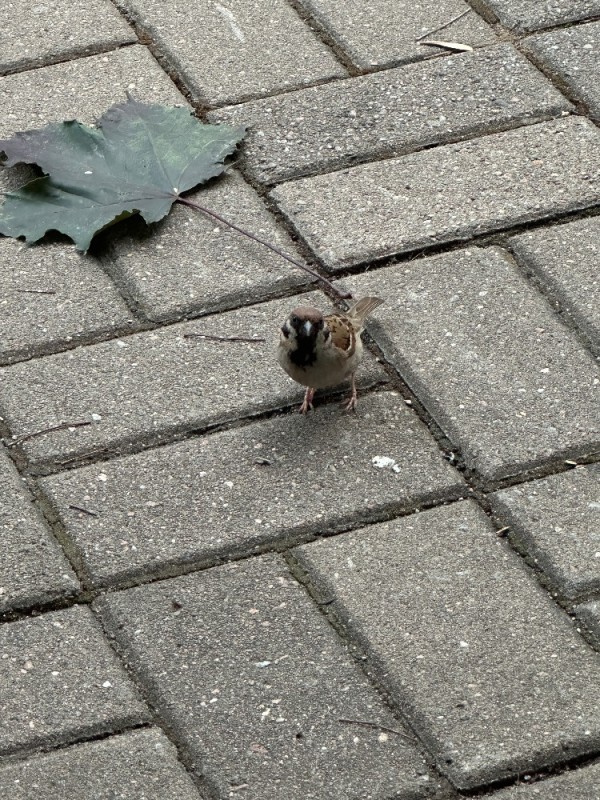 Create meme: photo of a sparrow, little Sparrow, a city Sparrow 