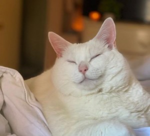 Create meme: white cat, cat, cat