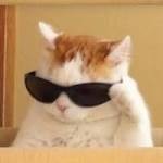 Create meme: Kus, cat, Cool cat