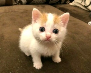 Create meme: cute kittens, cat, cute cats