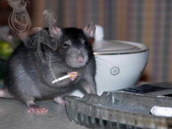 Create meme: smoking rat, rats, mouse with a cigarette