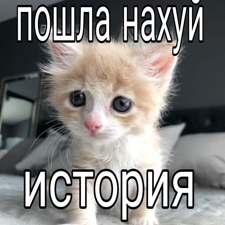 Create meme: seals , cat nyashka, cats are cute