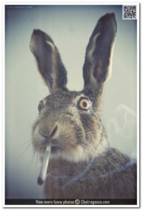 Create meme: rabbit in the smoke, animal, Zayats Zayats