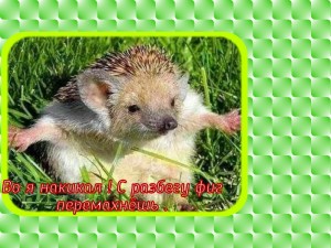 Create meme: hedgehog, hedgehogs animals, long-eared hedgehog