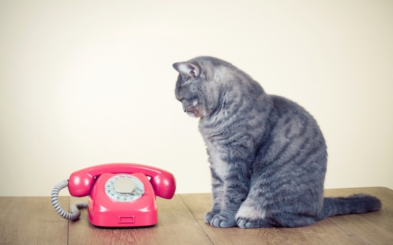 Create meme: cat phone, cat with phone, I'm waiting for your call
