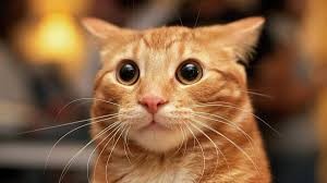 Create meme: funny pictures with cats, surprised red cat, the surprised cat