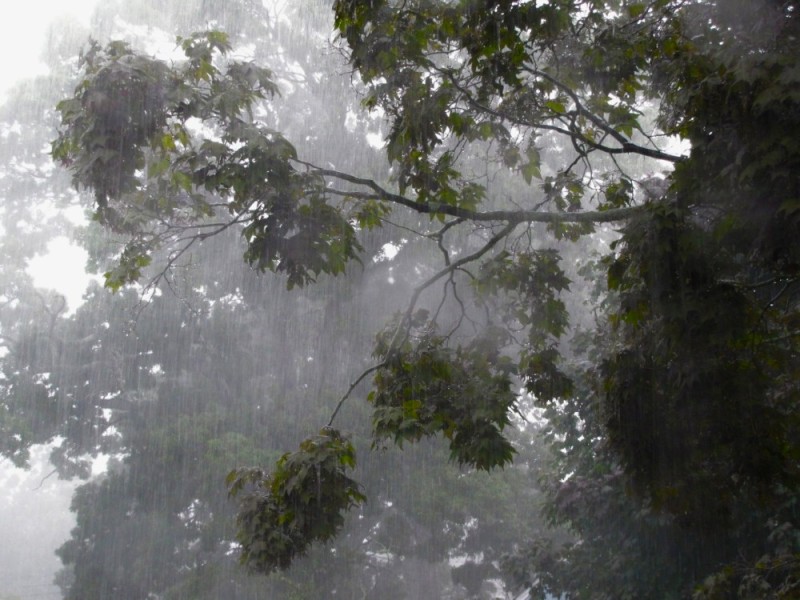 Create meme: a tree in the rain, tropical monsoon climate, summer rains