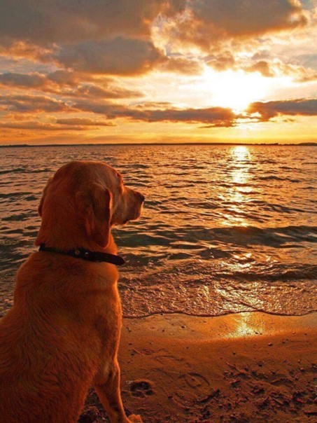 Create meme: dog at sunset, dog at sea, Golden Retriever dog