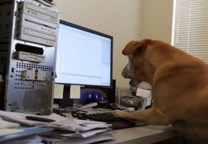 Create meme: at work , cute animals, dog