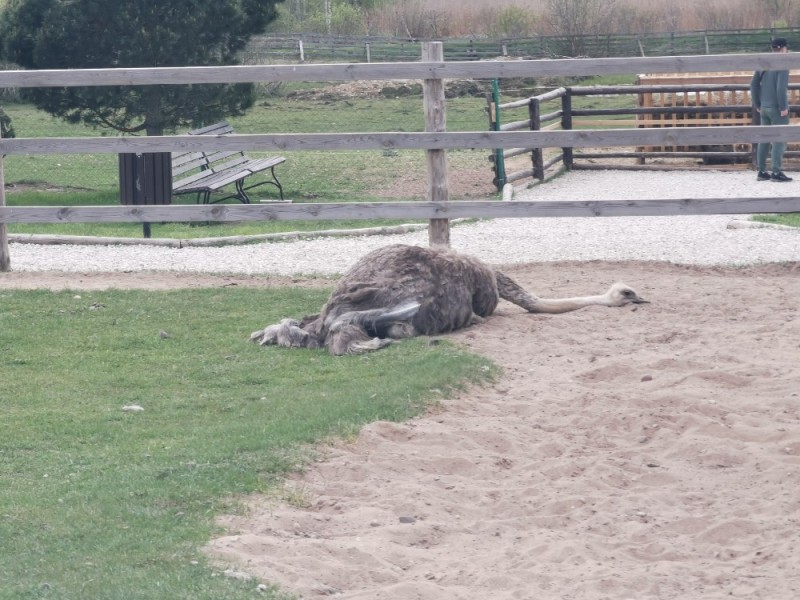 Create meme: ostrich farm , South Africa ostrich farm, Ust-kachka ostrich farm