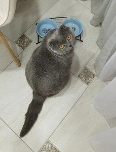 Create meme: British Shorthair blue, British Shorthair, Scottish fold cat