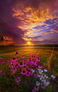 Создать мем: полевые цветы на закате, фиолетовые цветы в поле, закат природа