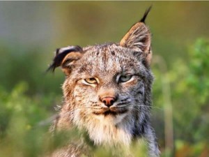 Create meme: national geographic, hayvan, lynx