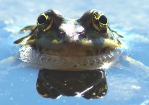 Create meme: horned toad beautiful, frog, toad bug-eyed frog