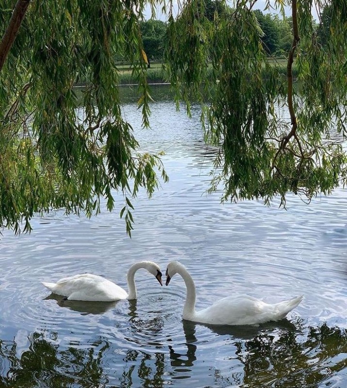 Create meme: swans in the koa\sta Culture Park, bird Swan, beautiful swans