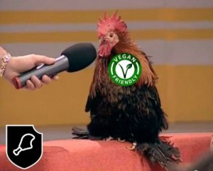 Create meme: Ko Ko, the rooster crowed, meme cock