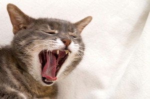 Создать мем: зевающий котик, кот, маленький котик зевает