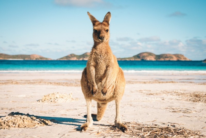 Создать мем: остров кенгуру в австралии, кенгуру, кенгуру беннетта