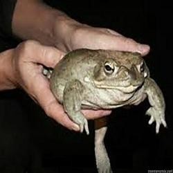 Create meme: meme keep the toad, hold the toad original, keep a toad