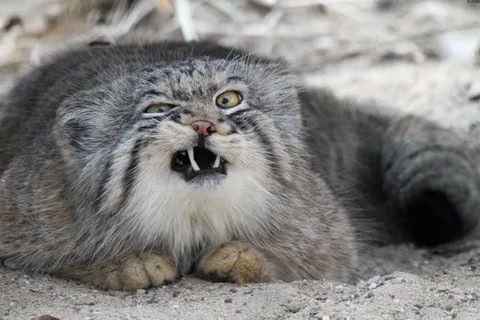 Create meme: siberian wild cat manul, wild Pallas cat, wild cat manul