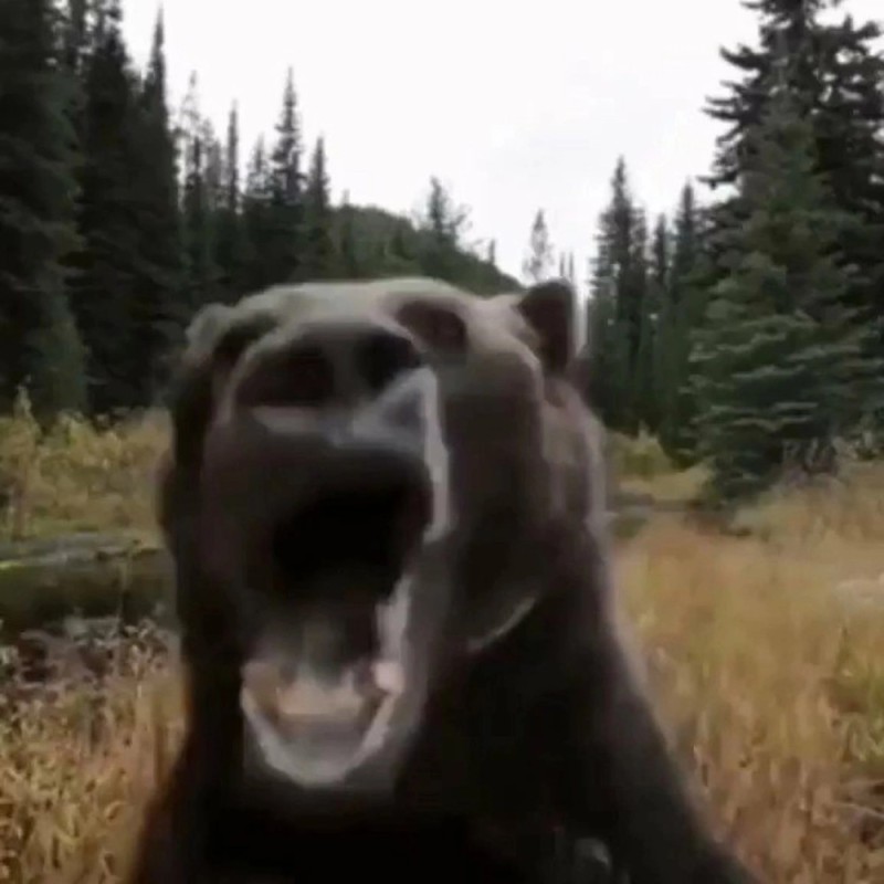 Create meme: grizzly bear , grizzly bear vomits, bear grin