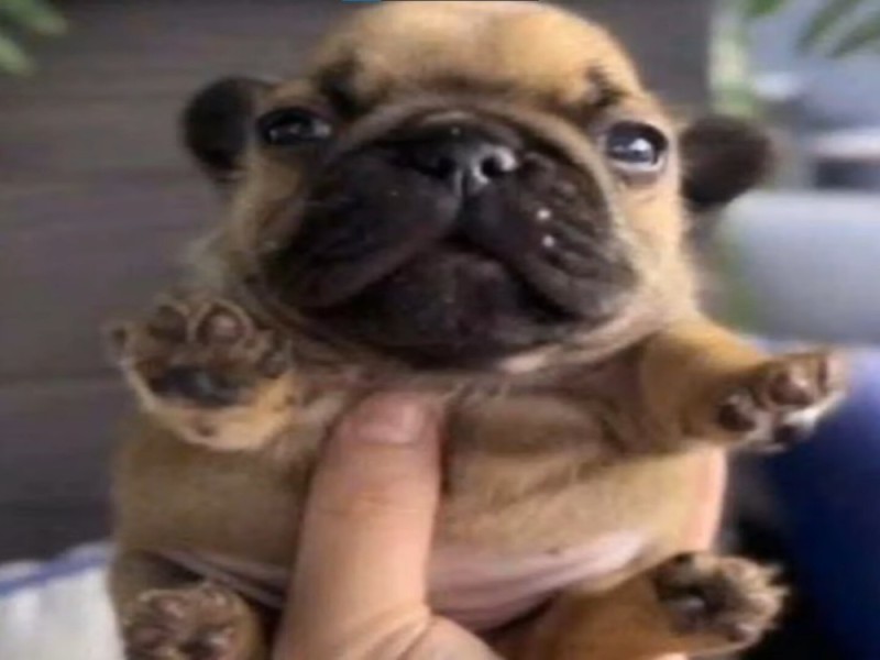 Create meme: French bulldog , pug breed, breed French bulldog 