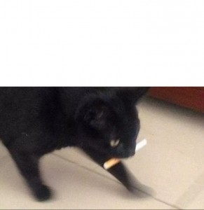 Create meme: a photo of a cat with a cigarette running, to me this cat, meme cat