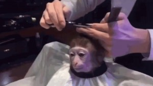 Создать мем: обезьянка в парикмахерской, стрижка обезьянки мем, monkey haircut