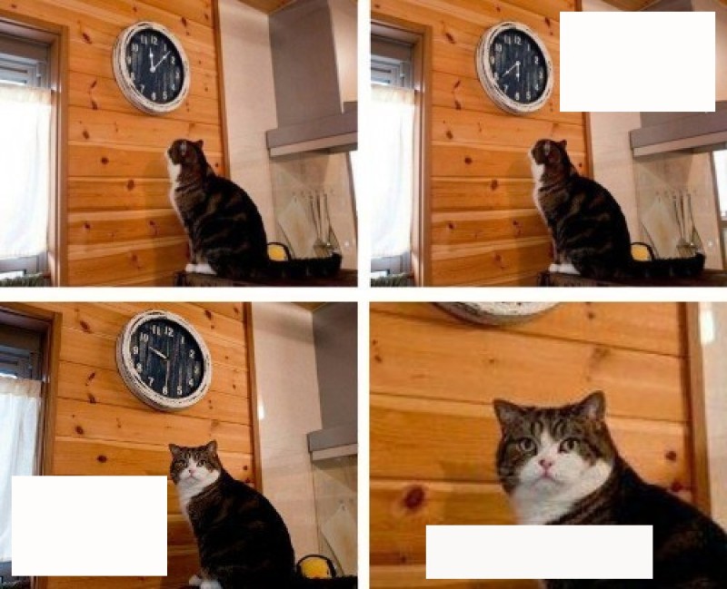 Create meme: meme cat time, meme cat clock it's time, and watch cat meme