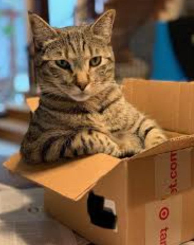 Create meme: cat in box , The cat out of the box, cat box 