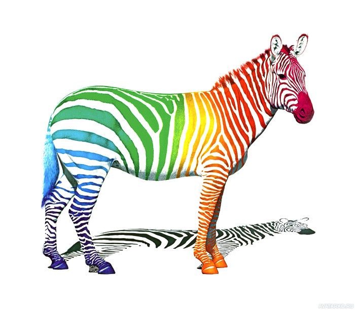 Create meme: zebra on a white background, The zebra animal, rainbow zebra