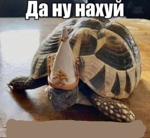 Create meme: tortoise, a turtle shell