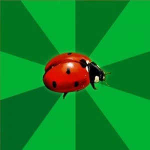 Create meme: ladybug, ladybug, Kamerton