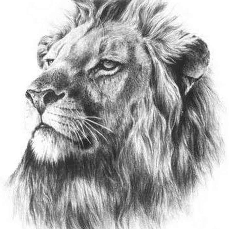 Морда Льва карандашом