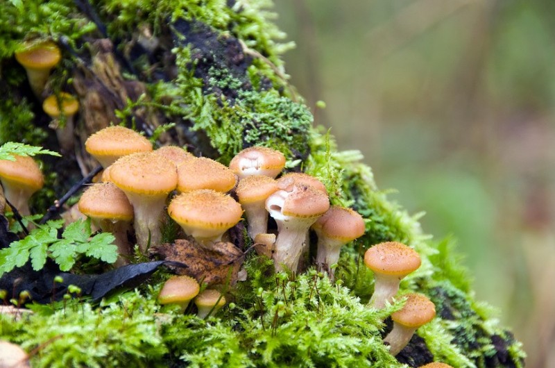 Создать мем: летний опенок kuehneromyces mutabilis, гриб опёнок осенний, ложная опята