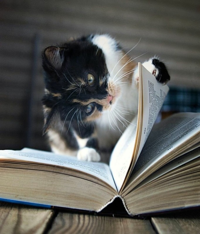 Создать мем: книга котик, котёнок с книжкой, книга кот