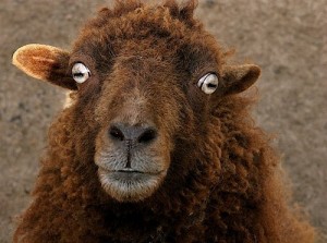 Create meme: animals, two sheep, RAM