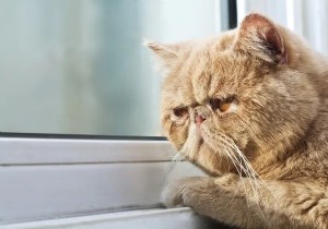 Создать мем: кошечка, кот грустит, очень грустный кот