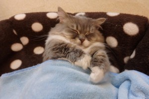 Create meme: cat, cat in bed picture, cat under a blanket