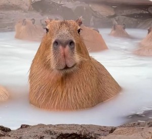 Create meme: a pet capybara, the capybara, rodent capybara