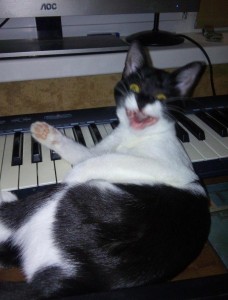 Create meme: piano, cat, cats