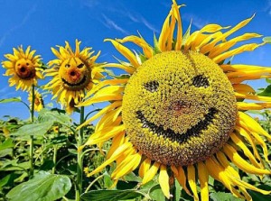 Create meme: seeds, sonyashnik, sunflower