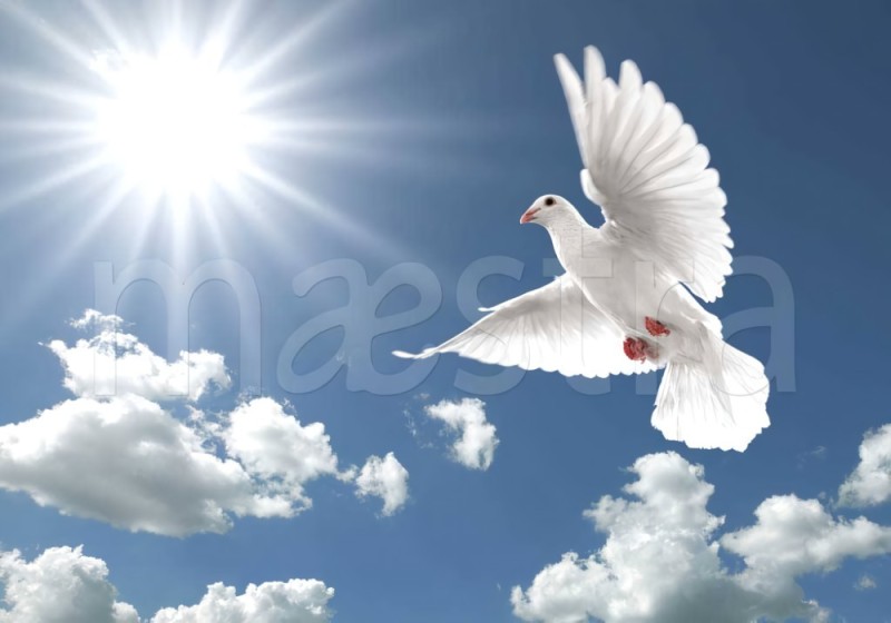 Create meme: white pigeon in flight, white pigeon, pigeons in the sky