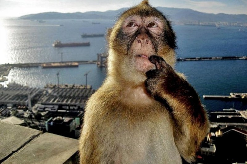 Create meme: macaque monkey, monkey big, monkey on the background of mountains