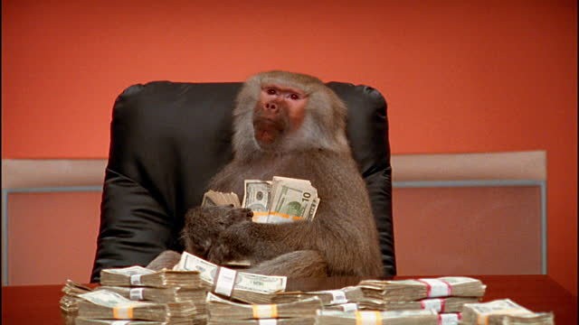 Create meme: monkey money , A monkey with money, monkey in the office