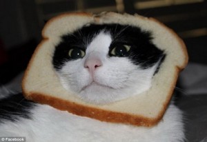 Create meme: CAT SANDWICH